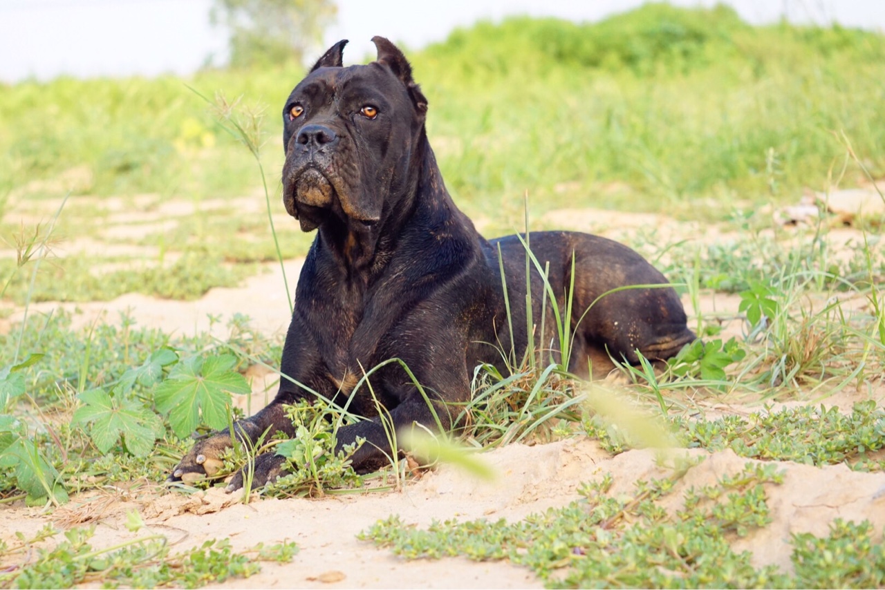 阿里斯女儿已配巴顿带胎出售