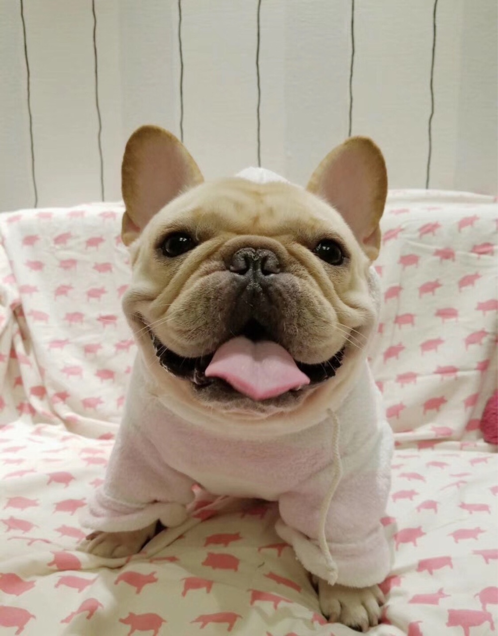 出售高端奶油法斗