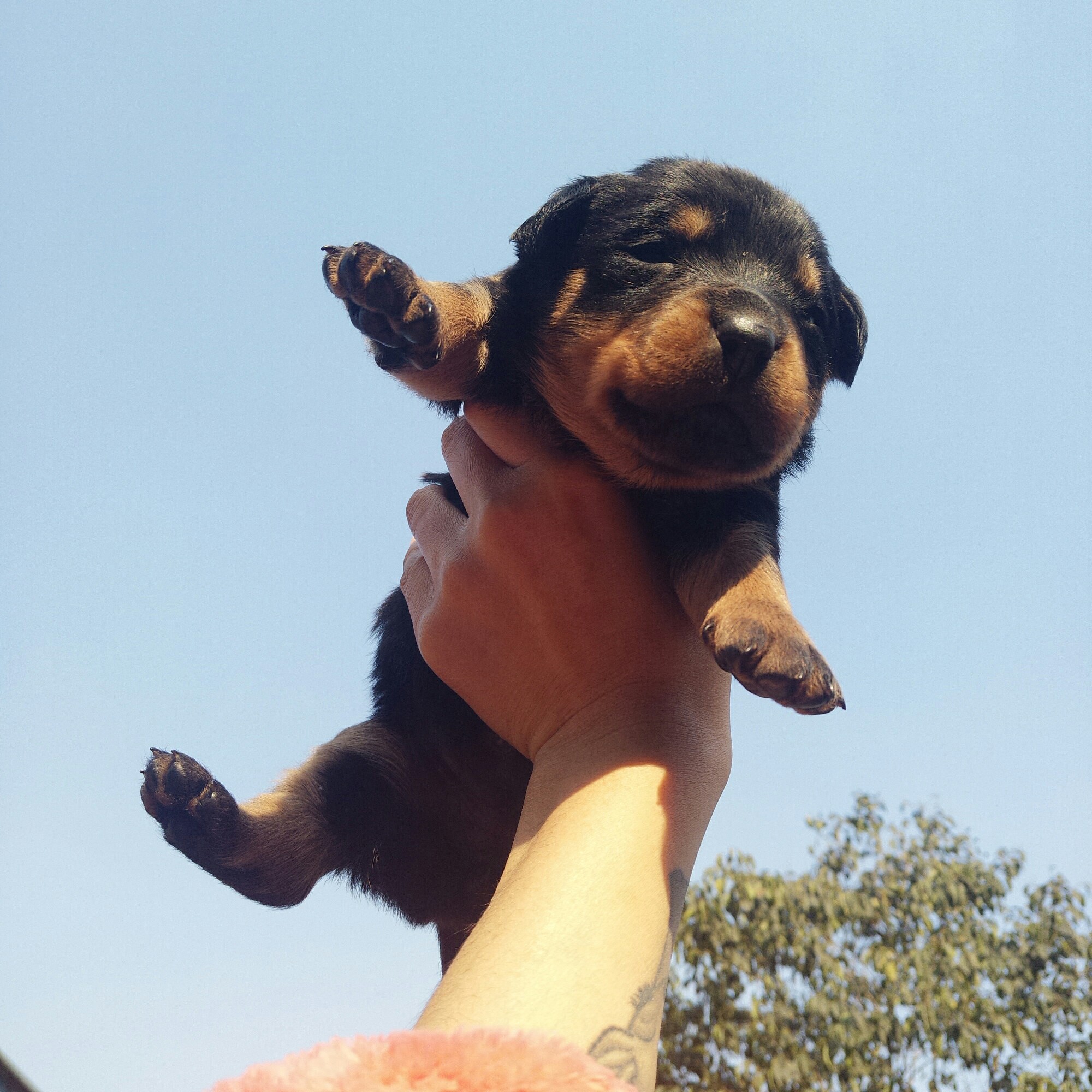 自家罗威纳宝宝出售