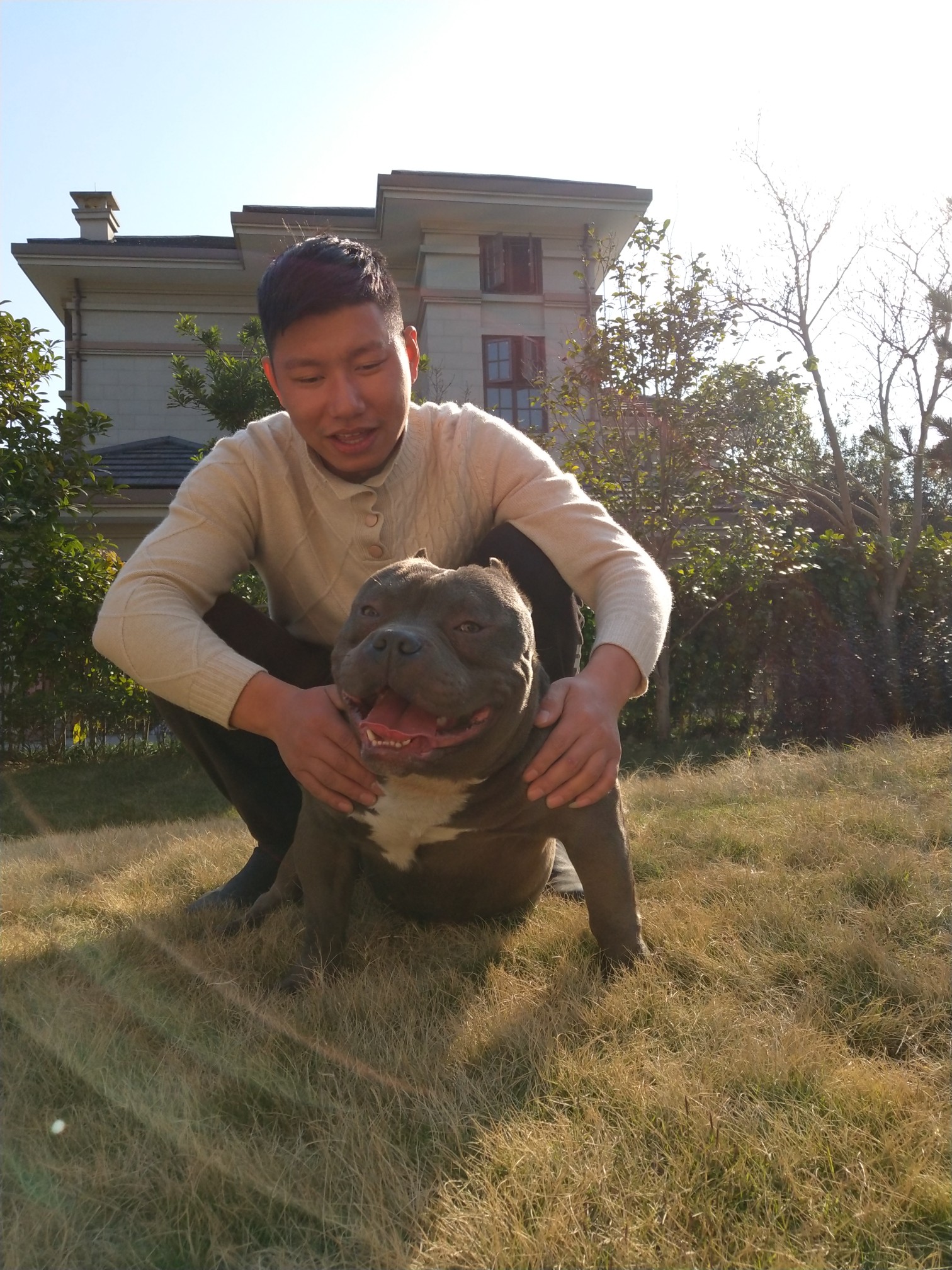 种公全无修图批图 - 恶霸犬交易 - 猛犬俱乐部-中国具有影响力的猛犬