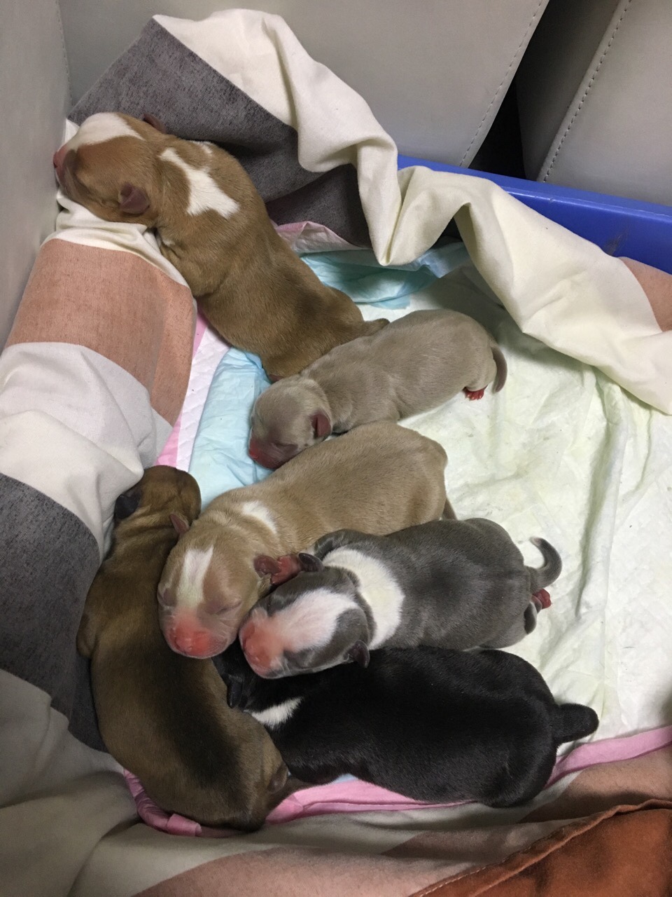 恶霸犬交易 - 猛犬俱乐部-中国具有影响力的猛犬网站 - powered by