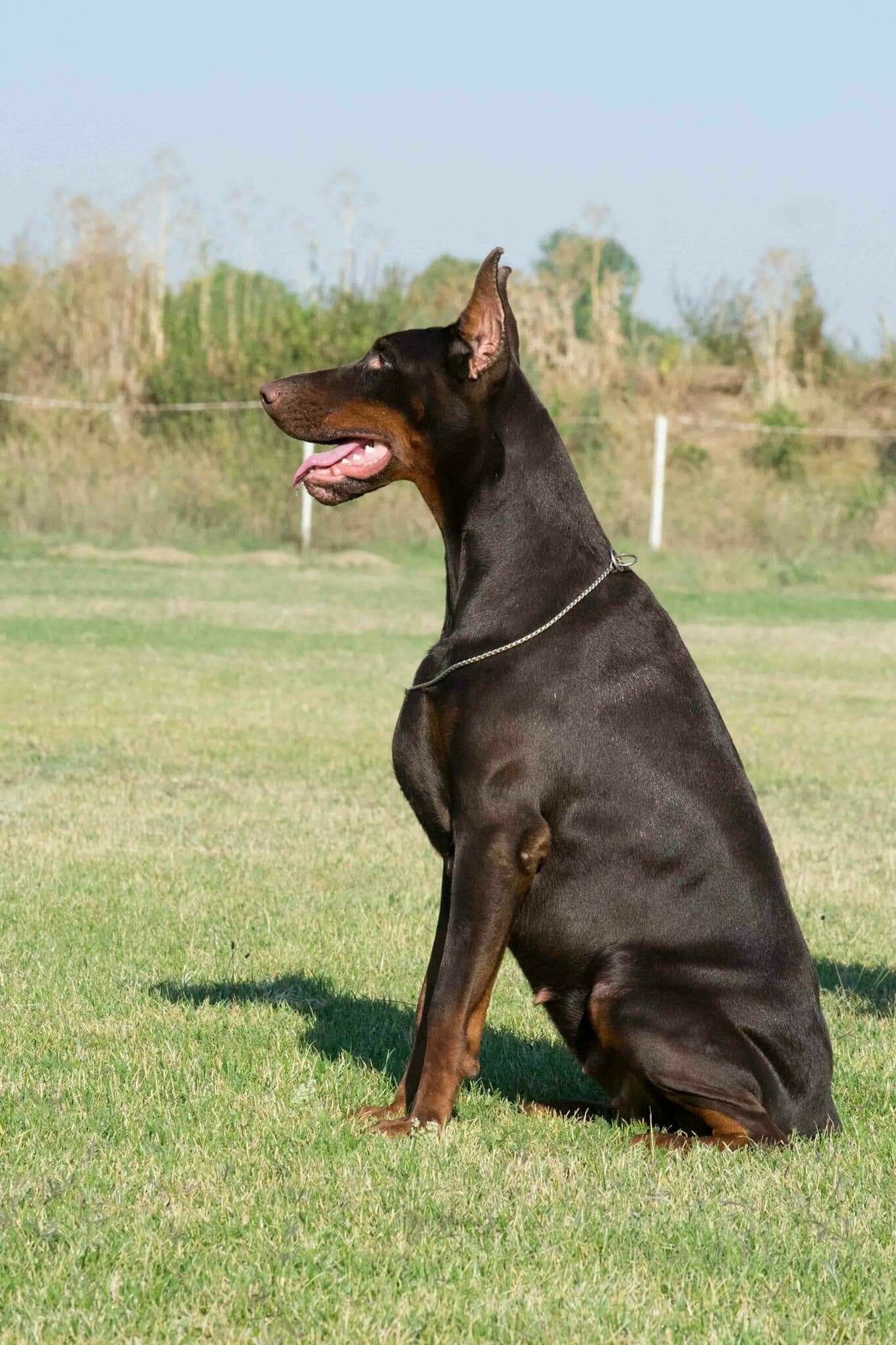 发情种母 - 杜宾犬交易 - 猛犬俱乐部-中国具有影响力的猛犬网站