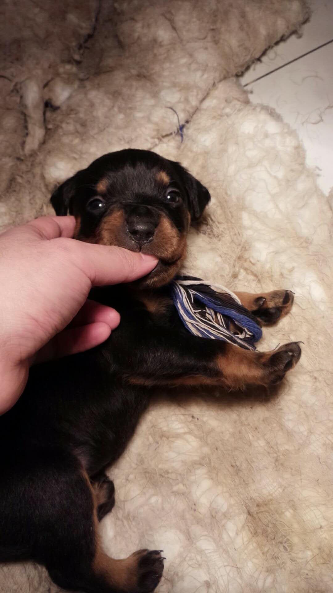 可爱的罗威纳宝宝