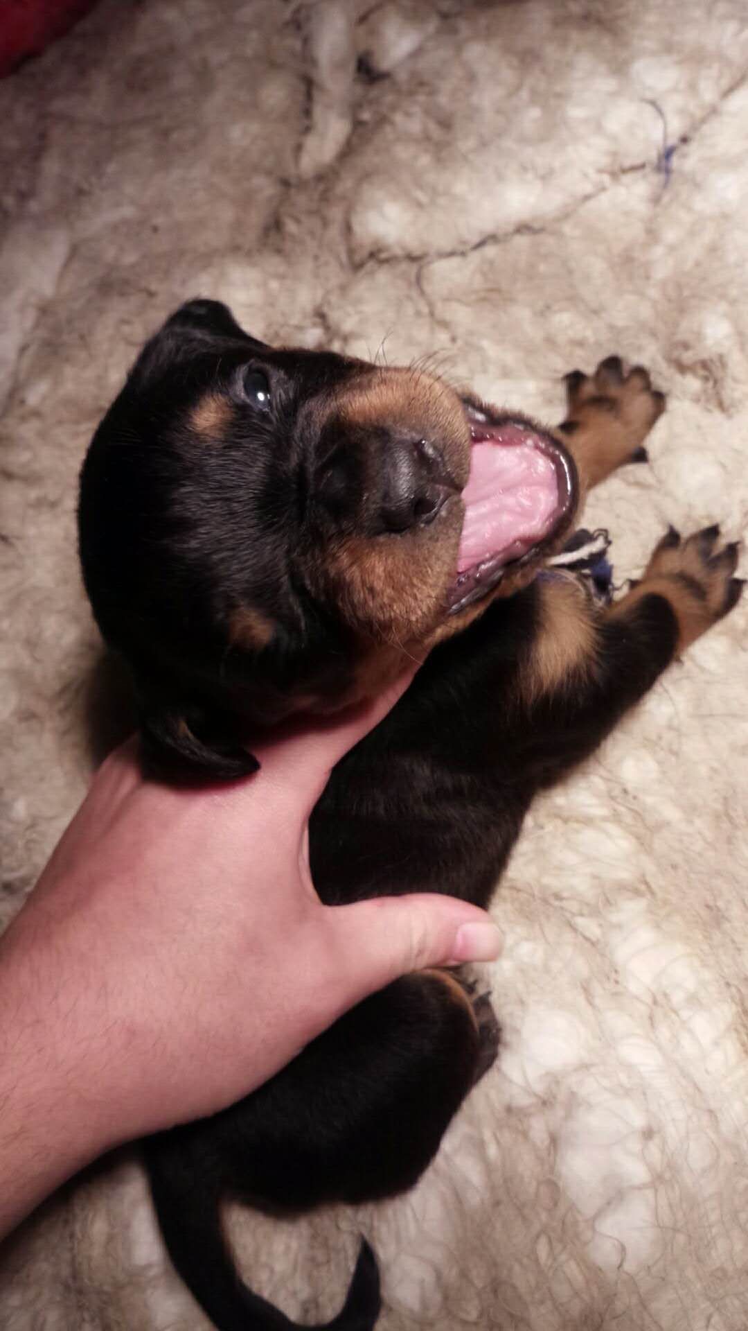 可爱的罗威纳宝宝