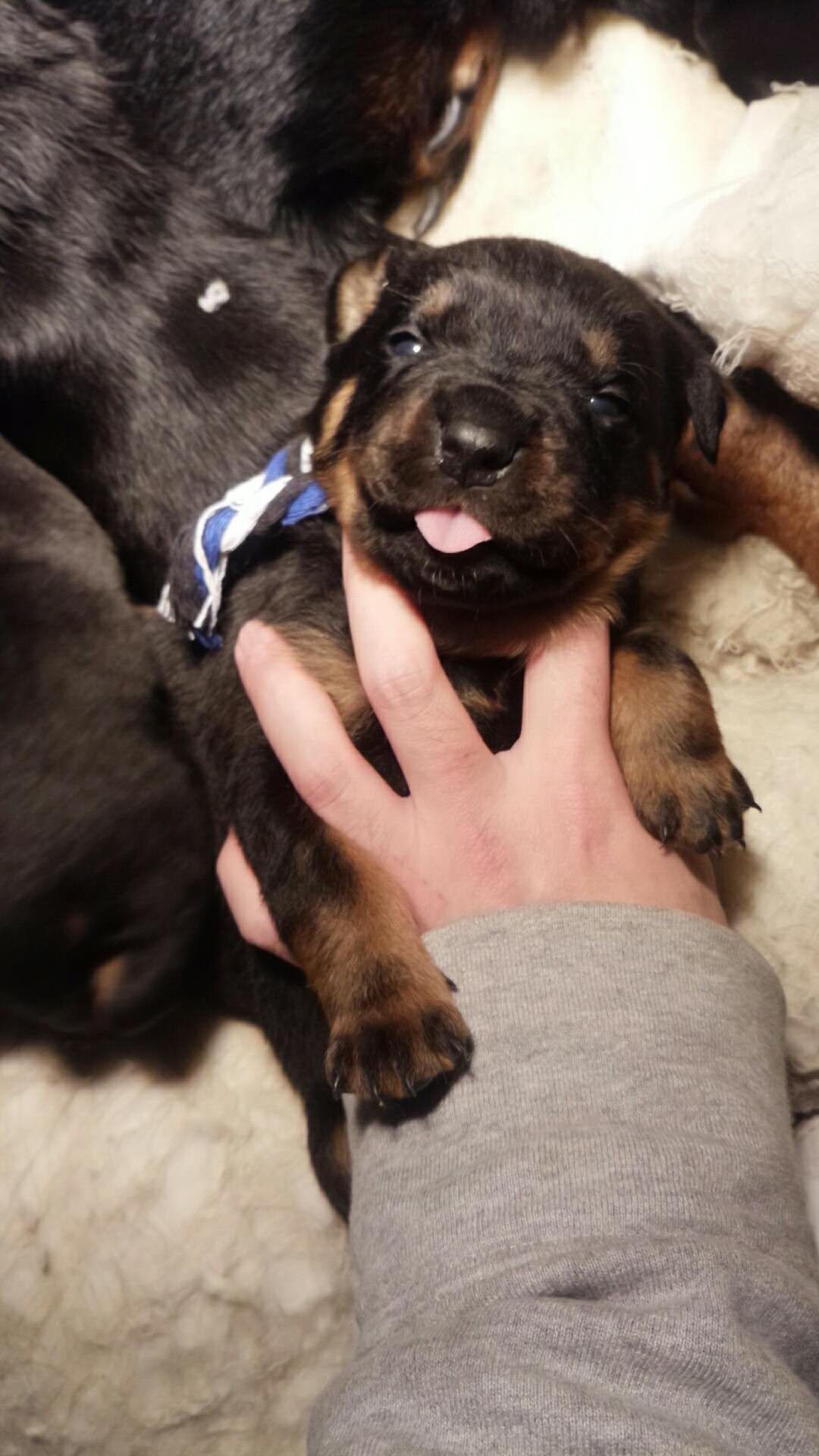 可爱的罗威纳宝宝