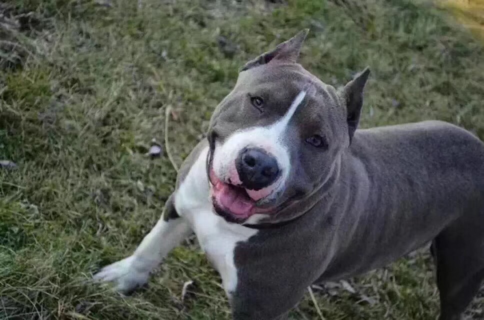 求购黑白花斯塔福或者比特幼犬如下图