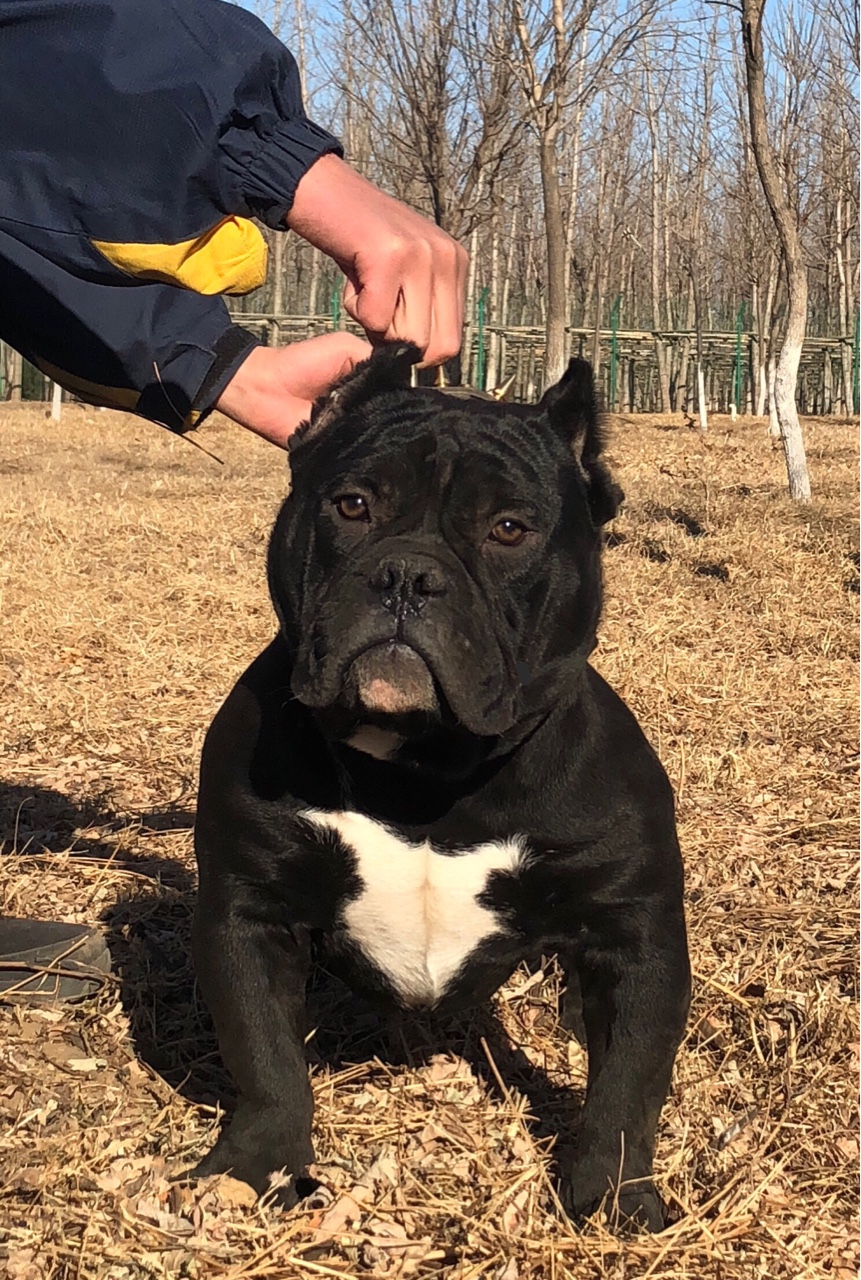 小体六个月 恶霸犬 黑色出售,特价优惠 - 恶霸犬