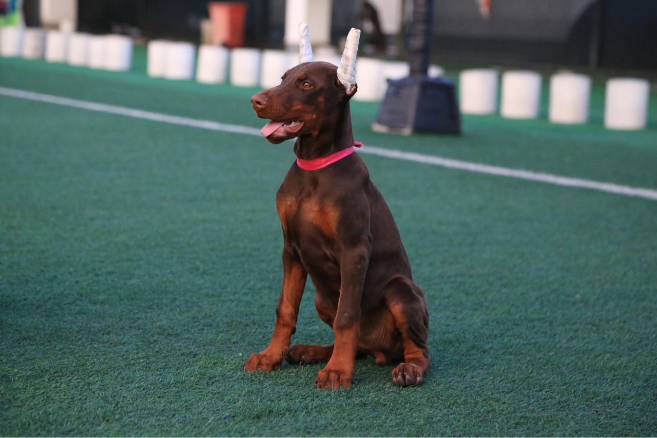 出售高品质红母