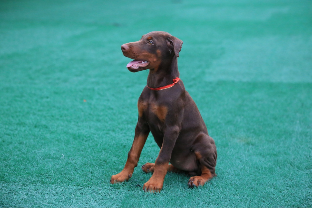 出售高品质红母