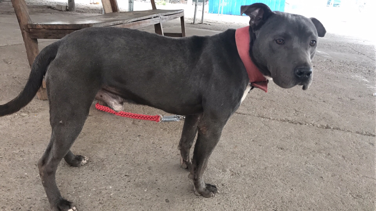 蓝毛比特3000别问为什么,在不卖警察叔叔来敲门了