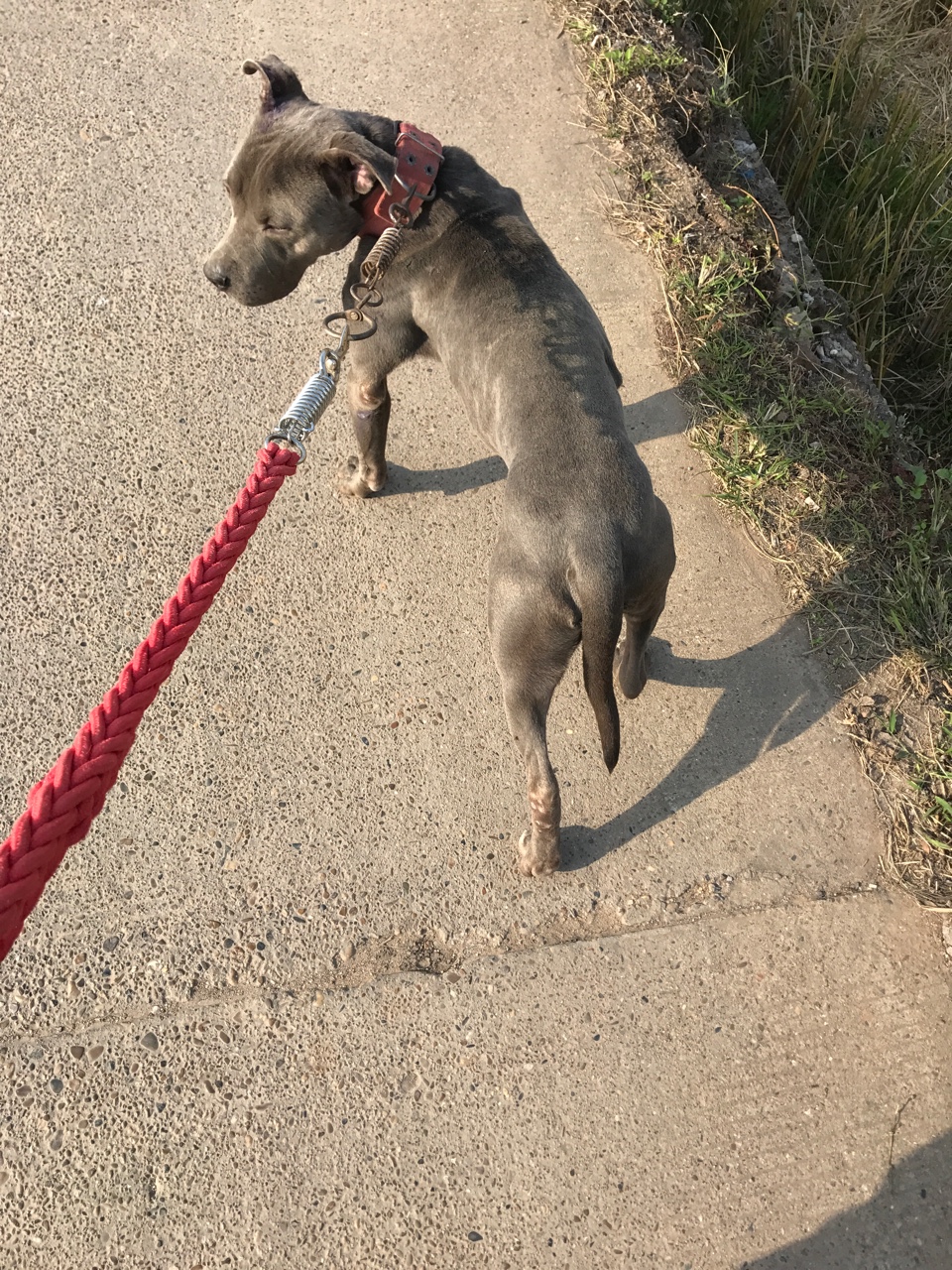 蓝毛比特3000别问为什么在不卖警察叔叔来敲门了