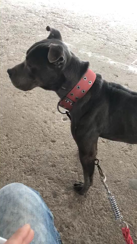 蓝毛比特3000别问为什么在不卖警察叔叔来敲门了