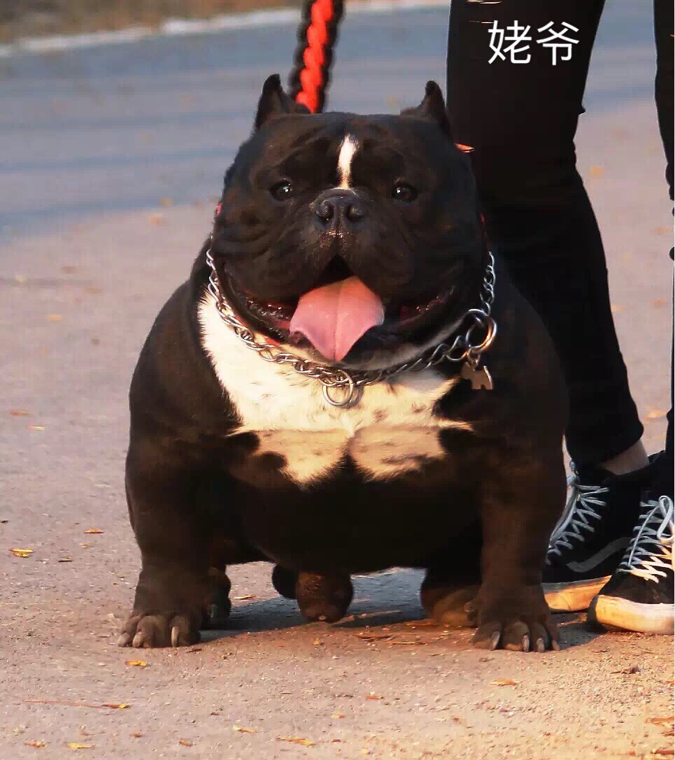 纯黑小母两枚,性价比超高