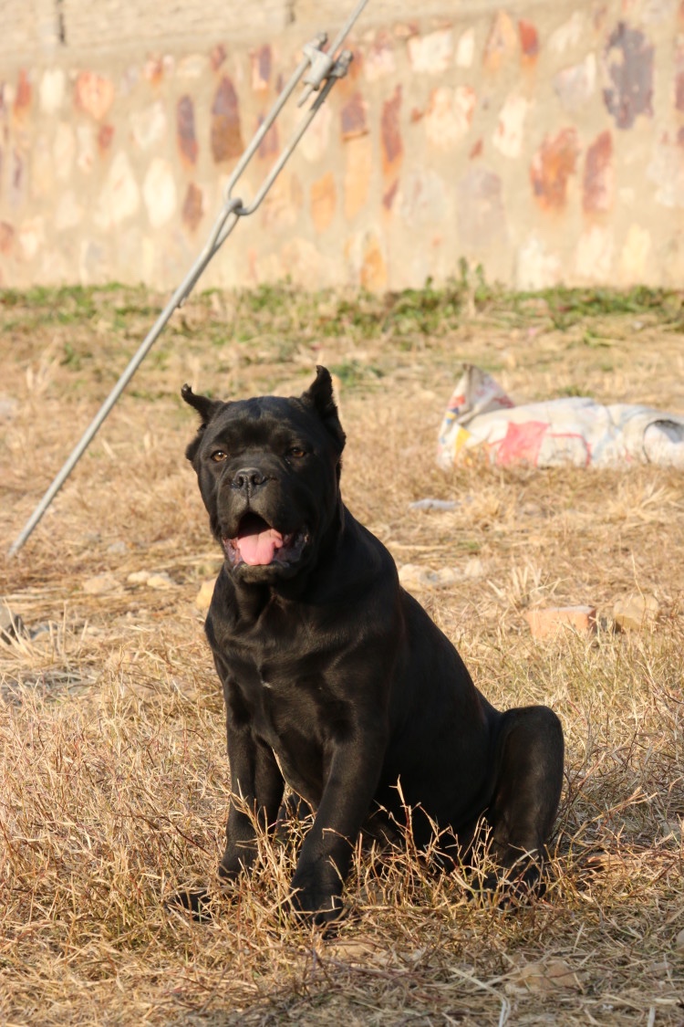 世界冠军后代铁面全黑母狗均有喜欢的加微 - 卡斯罗交易 - 猛犬俱乐部