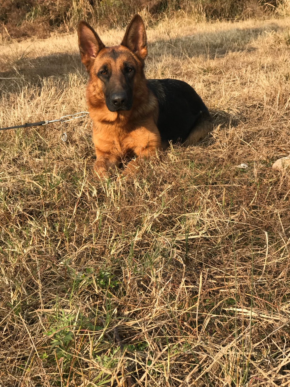 出售一岁德牧种公