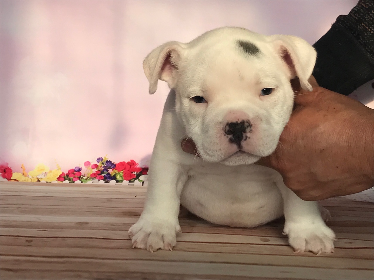 高品质纯白恶霸小公出售