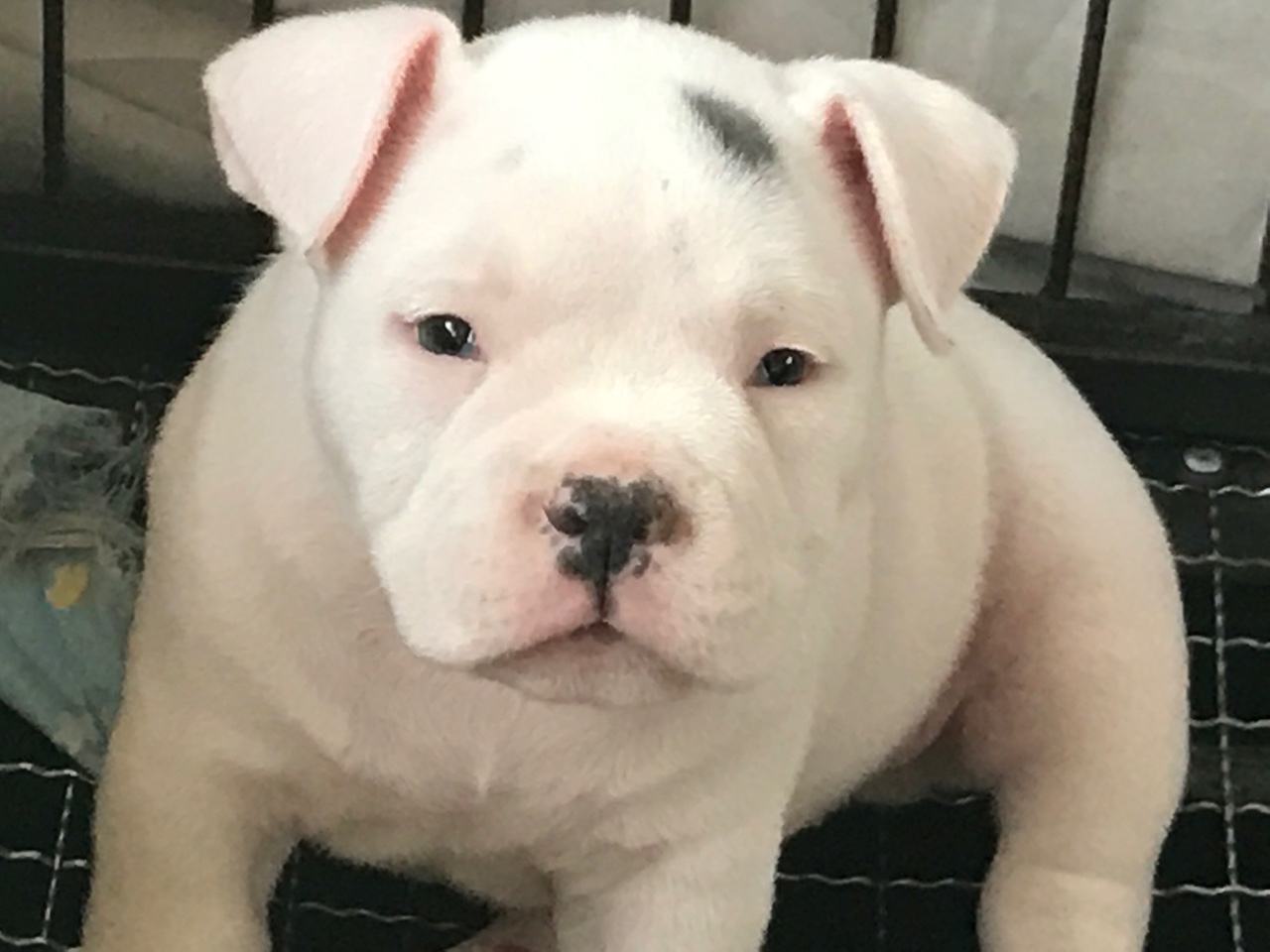 高品质纯白恶霸小公出售