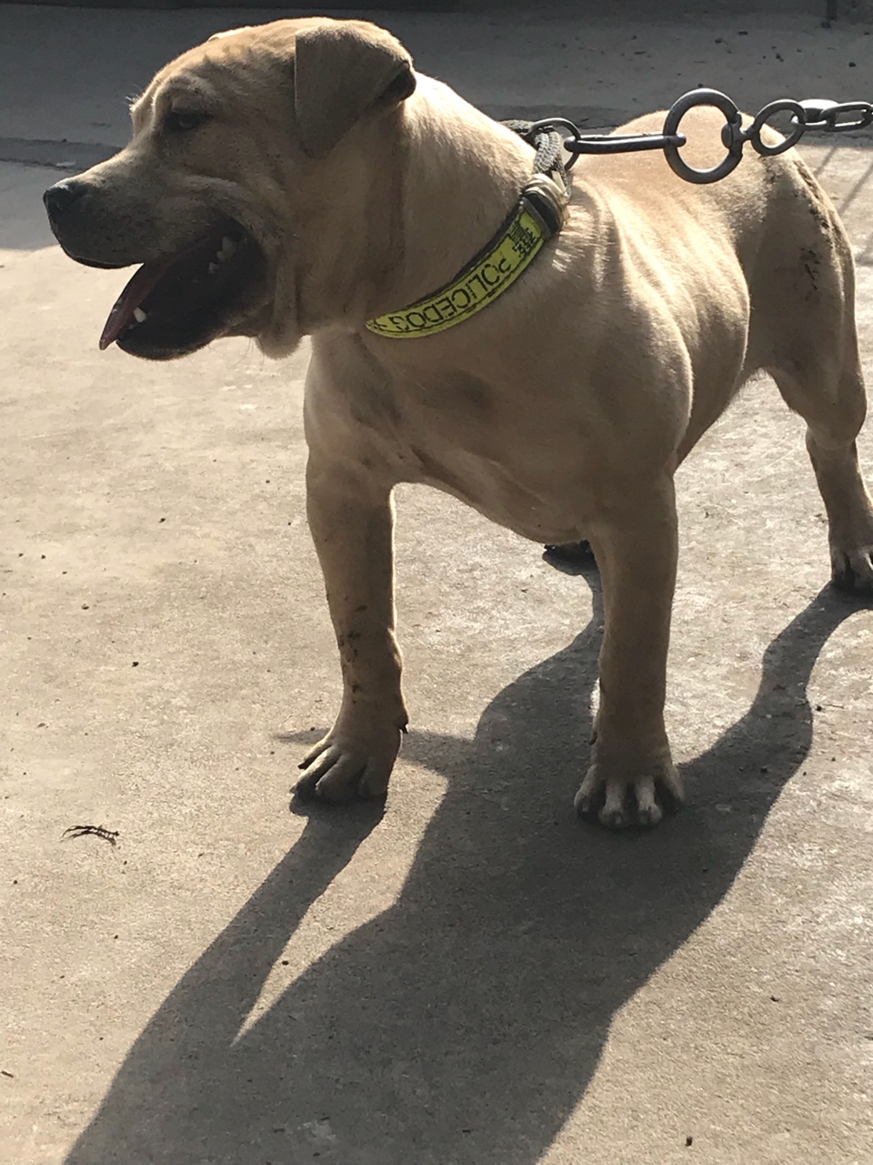 出售大黄儿b2孙五个月公狗 - 比特犬交易 - 猛犬俱乐部-中国具有影响