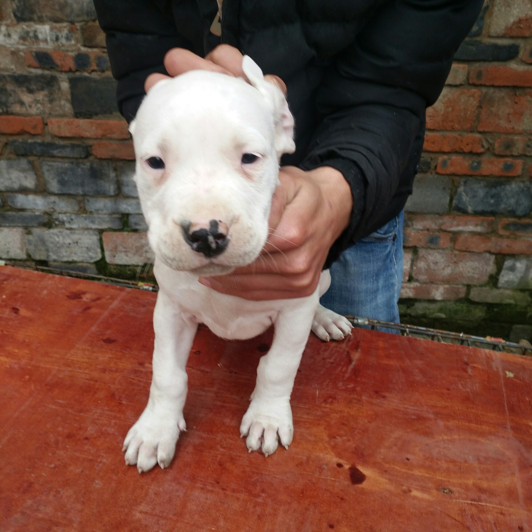 一窝小杜高处理处理了