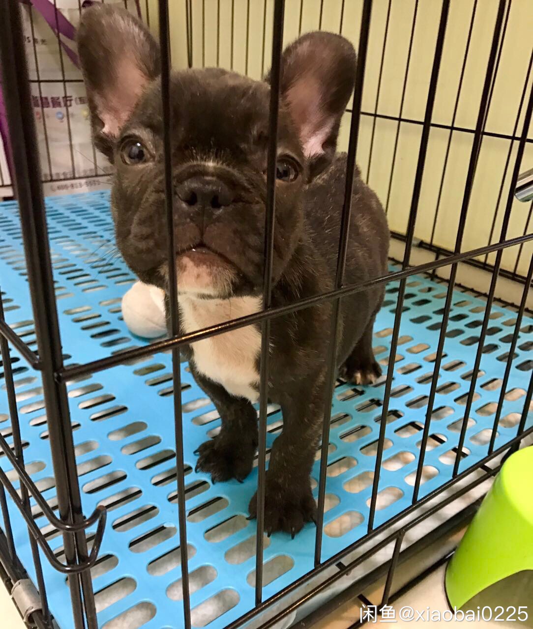 北京出售4个月大巧克力色小法斗