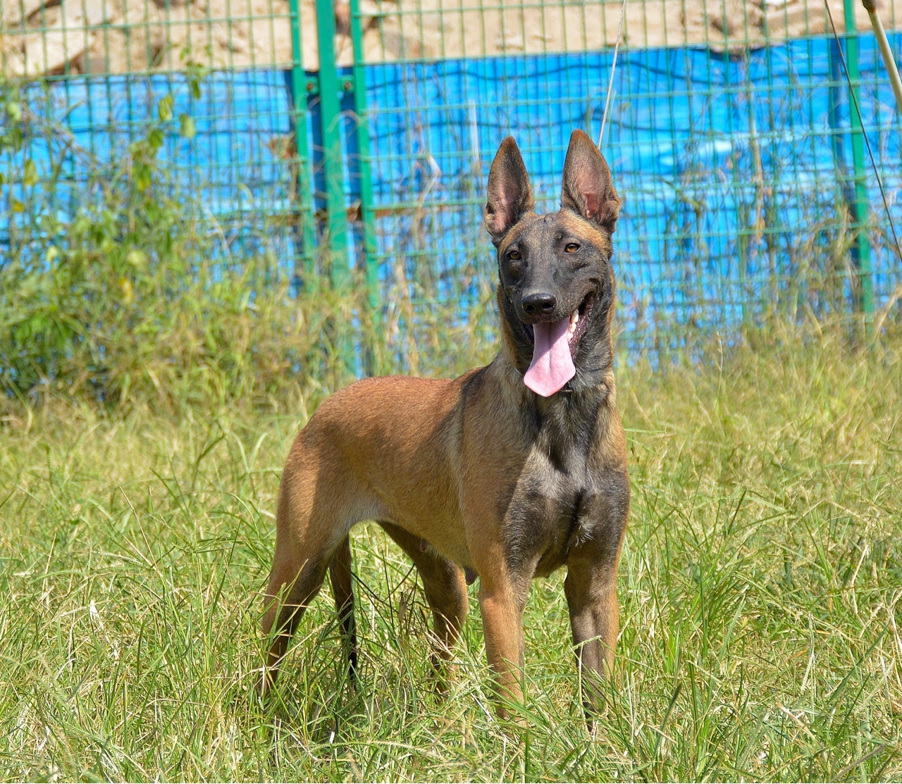 荷兰皇家警用犬种母出售 - 马犬交易 - 猛犬俱乐部-中国具有影响力的