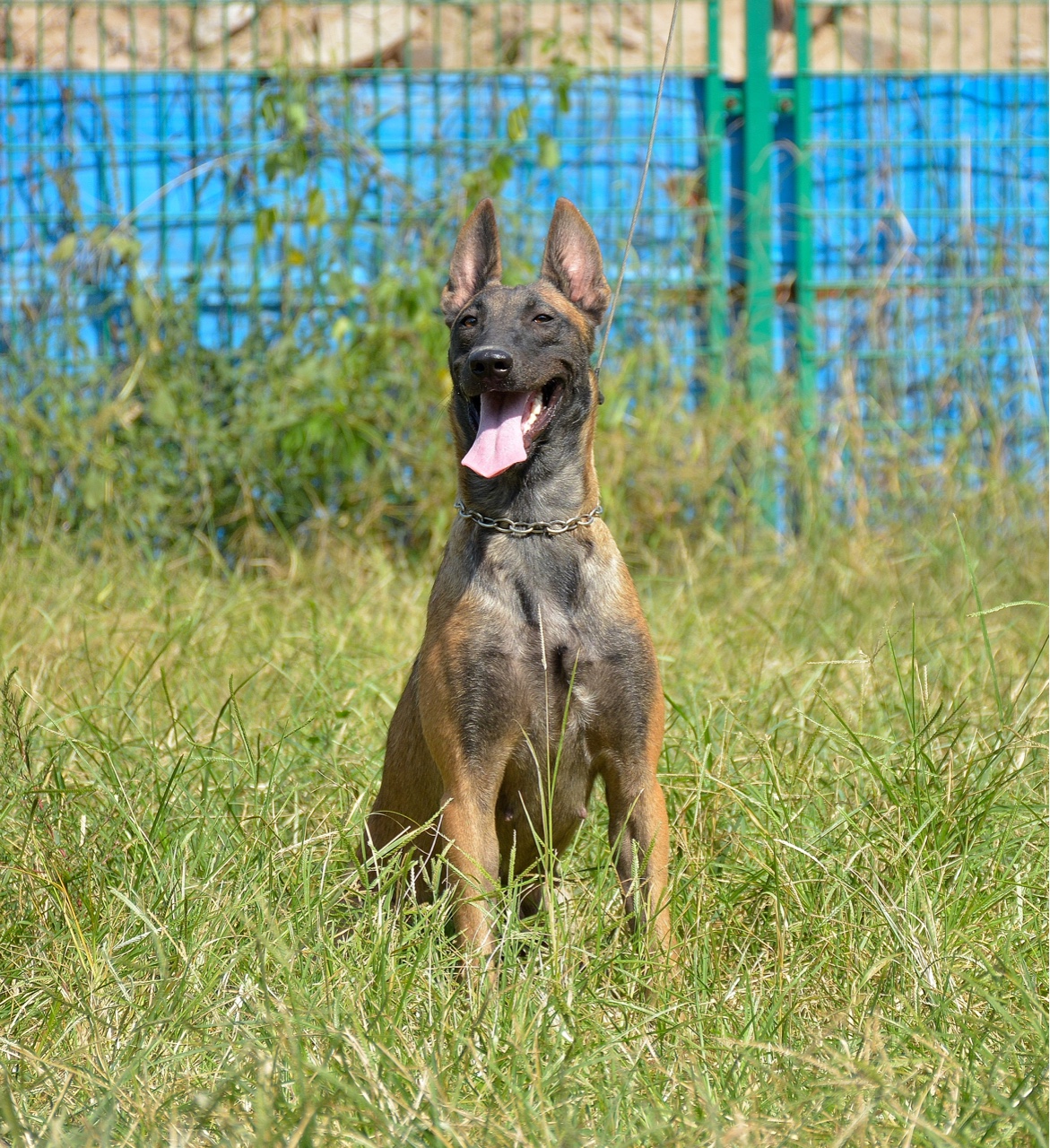 荷兰皇家警用犬种母出售 - 马犬交易 - 猛犬俱乐部-中国具有影响力的