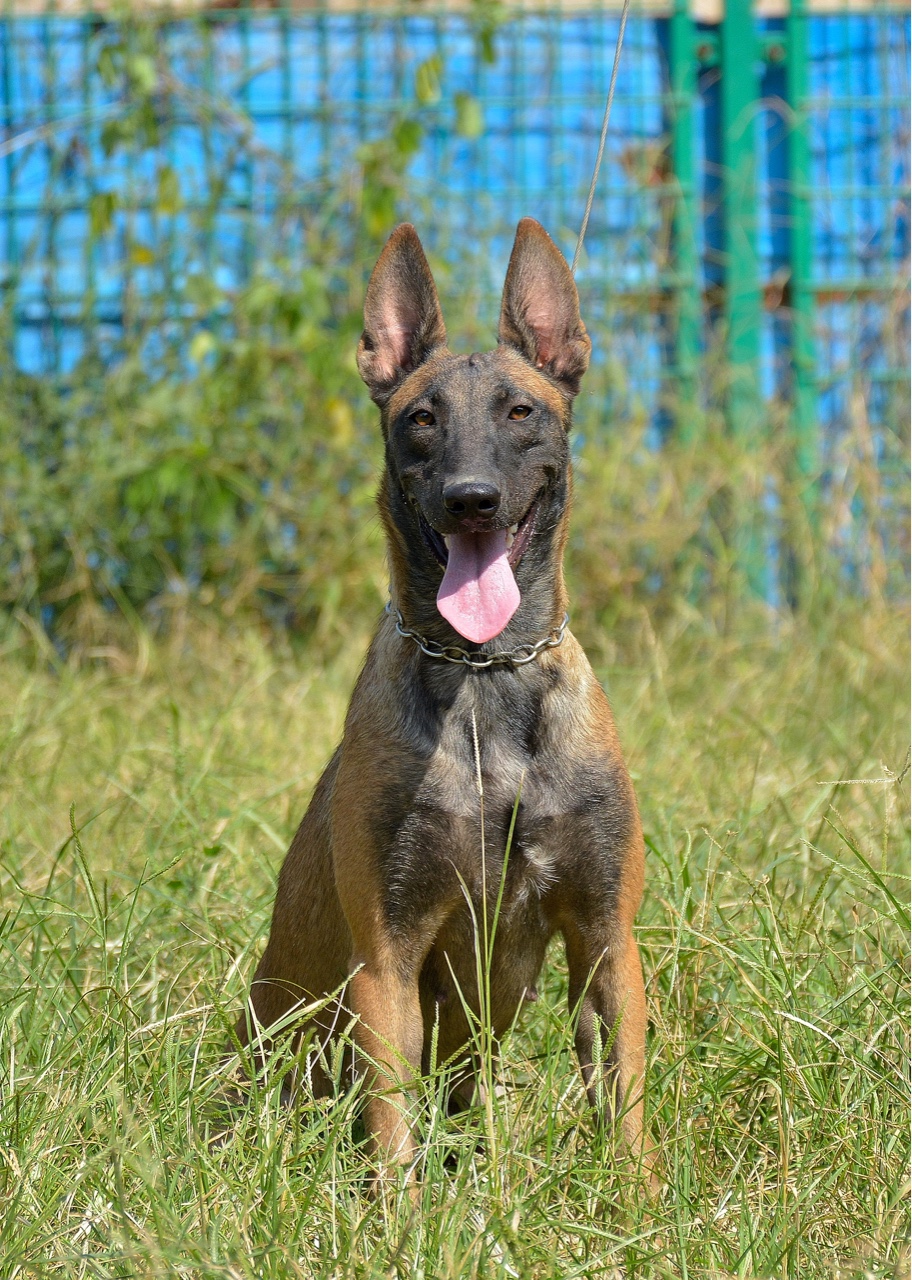荷兰皇家警用犬种母出售 - 马犬交易 - 猛犬俱乐部-中国具有影响力的