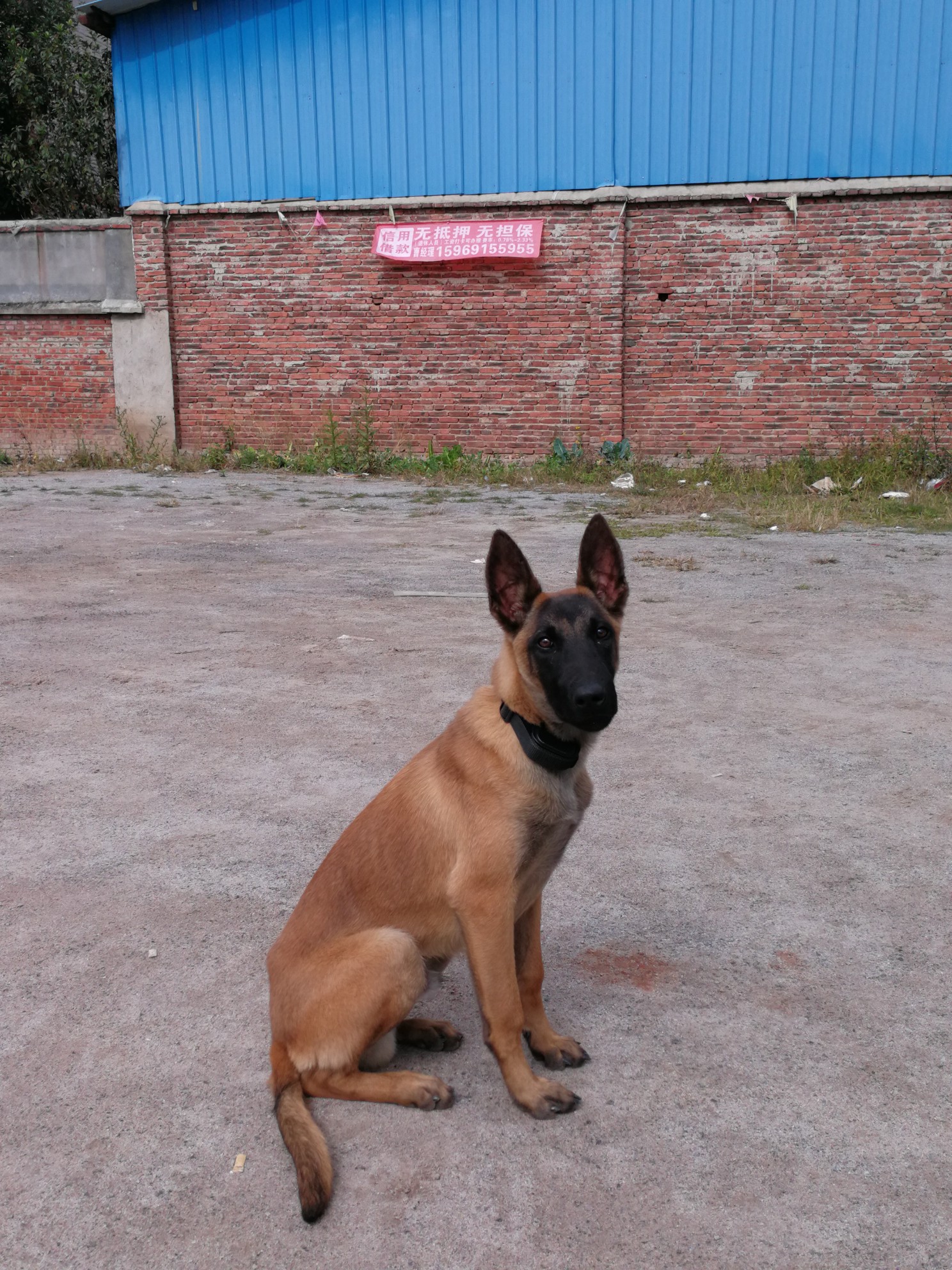 出售半岁纯血小马犬