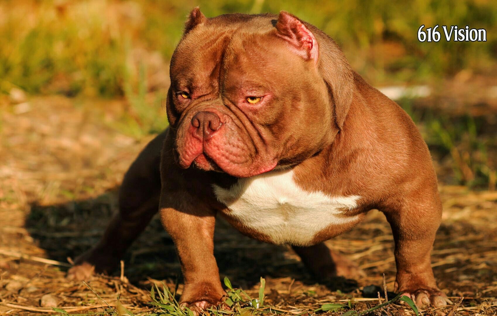 3只红警儿子,品质够用一步到位,欢迎咨询