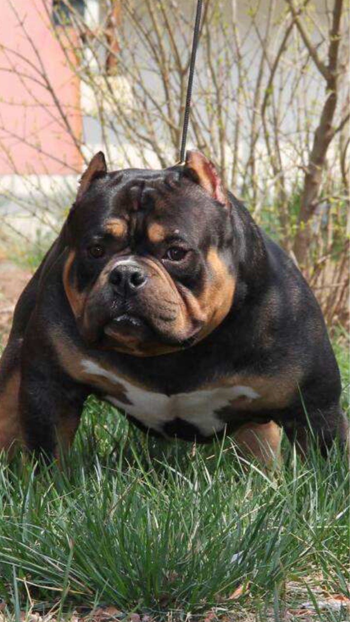 dax血恶霸性价比最高