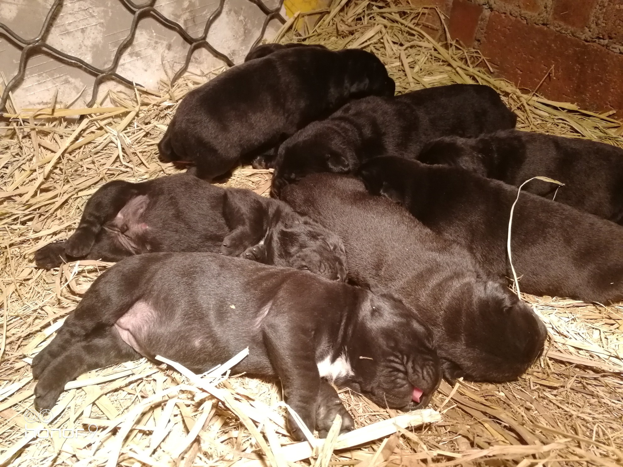 卡斯罗幼崽一窝4母4公