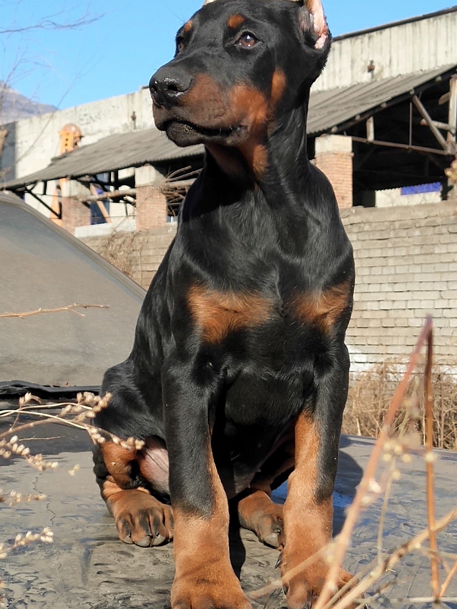 高品质三个月黑母出售 - 杜宾犬交易 - 猛犬俱乐部-中国具有影响力的