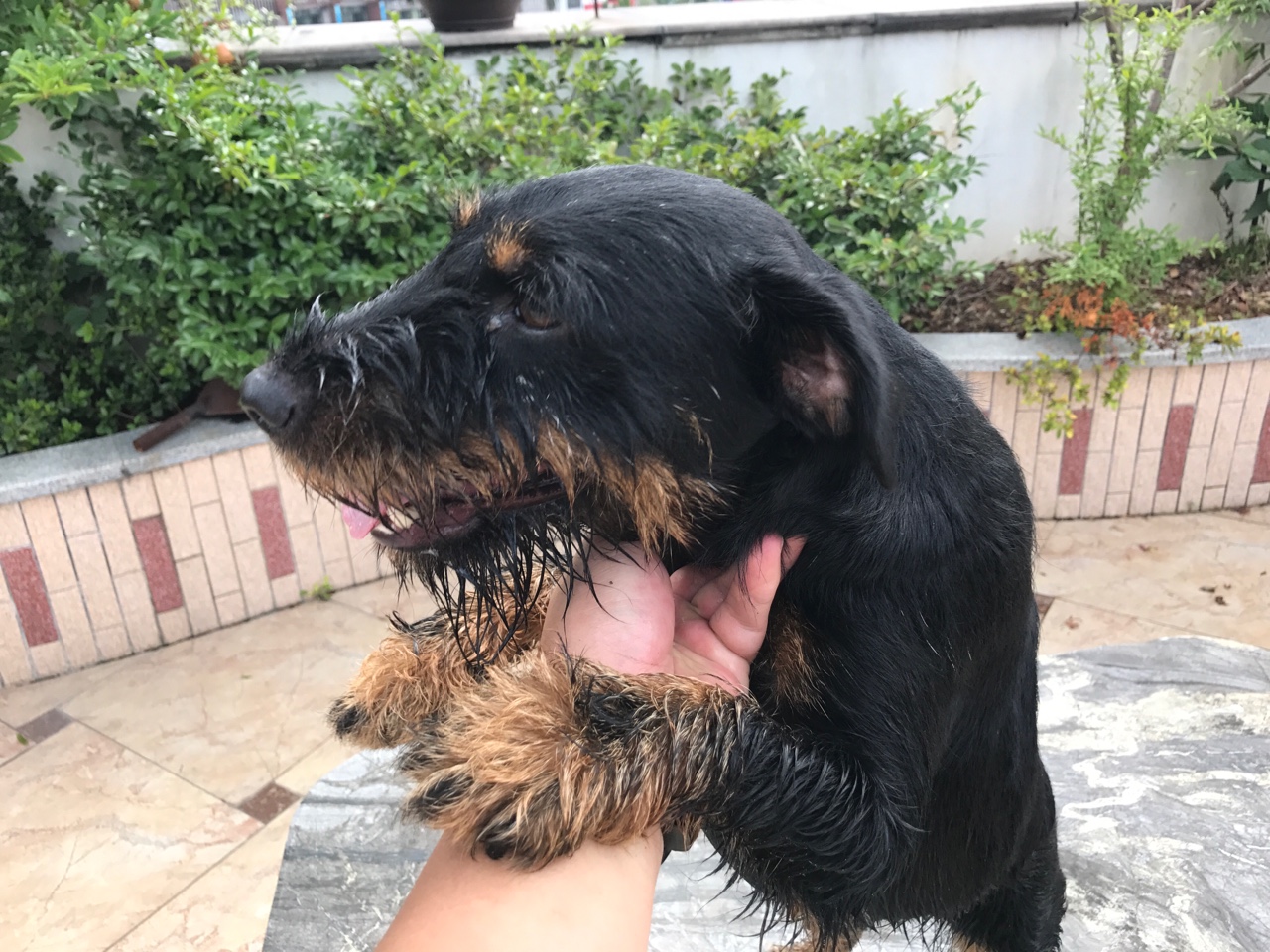 出售双血统德国猎梗 - 综合梗犬交易 - 猛犬俱乐部-中国具有影响力的