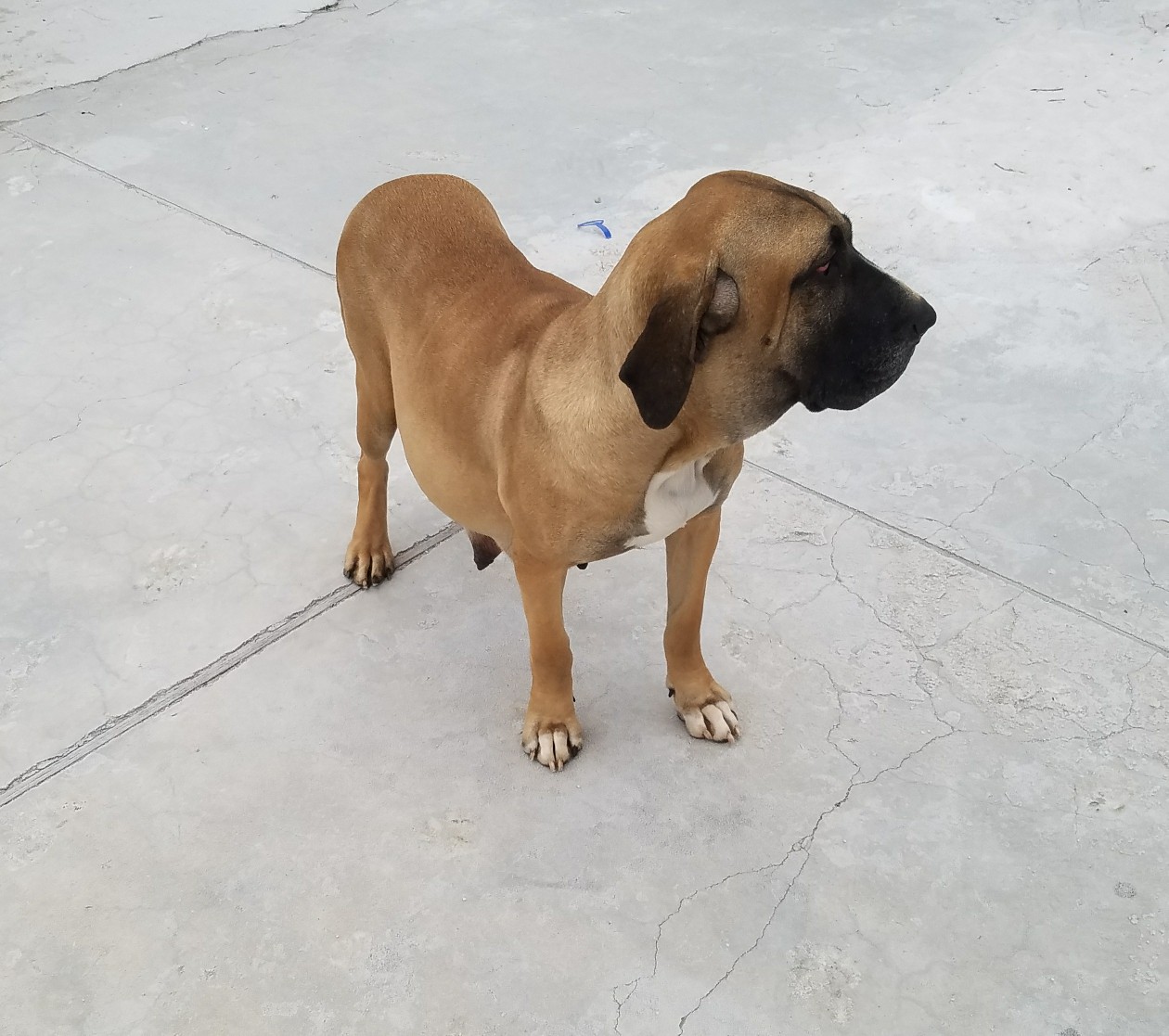 花脸老血菲勒母,回国两个月就要当妈妈了