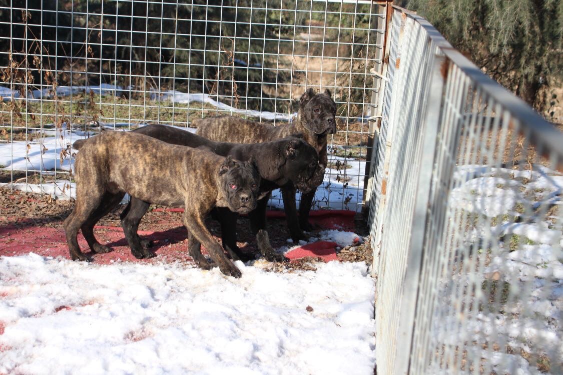 出售一窝四个多月卡斯罗幼崽打包优惠