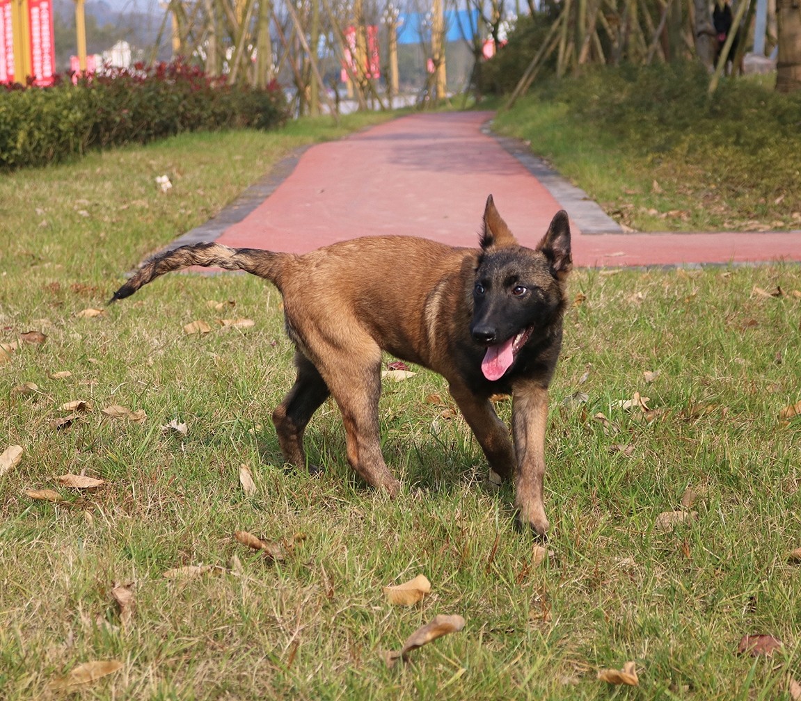 出售德国ipo3种公阿尔法的女儿三个多月,cku证书芯片做好了 - 马犬