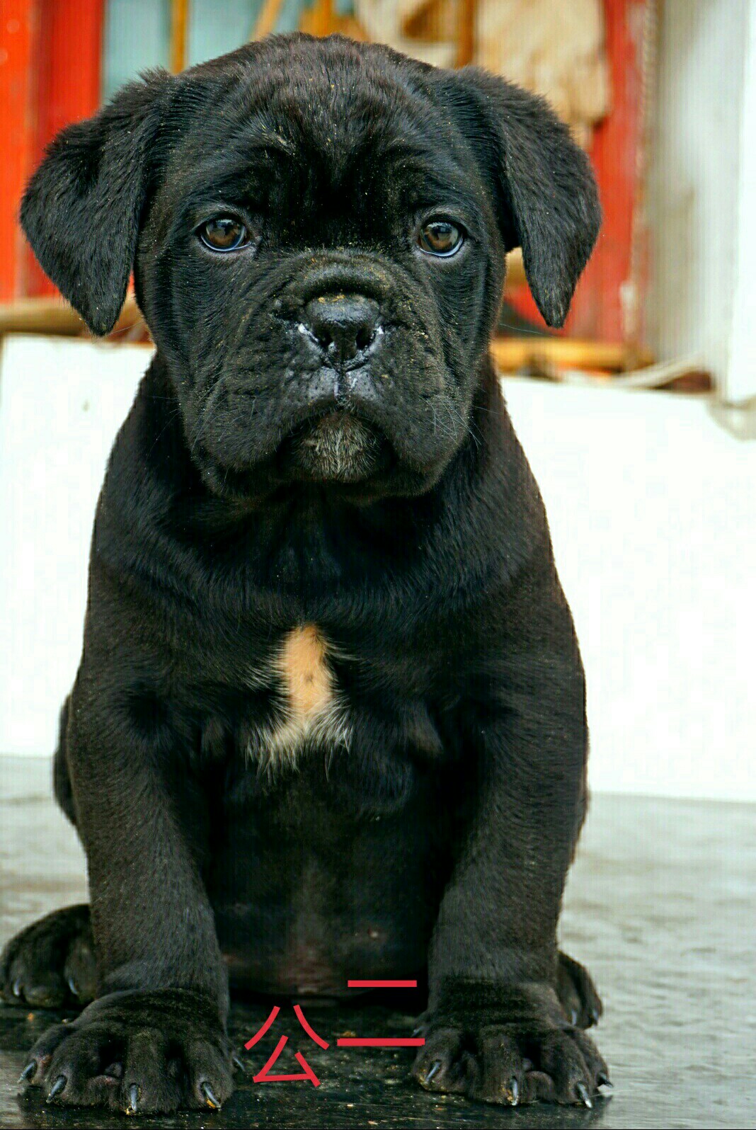 鬼的孙系 - 卡斯罗交易 - 猛犬俱乐部-中国具有影响力的猛犬网站