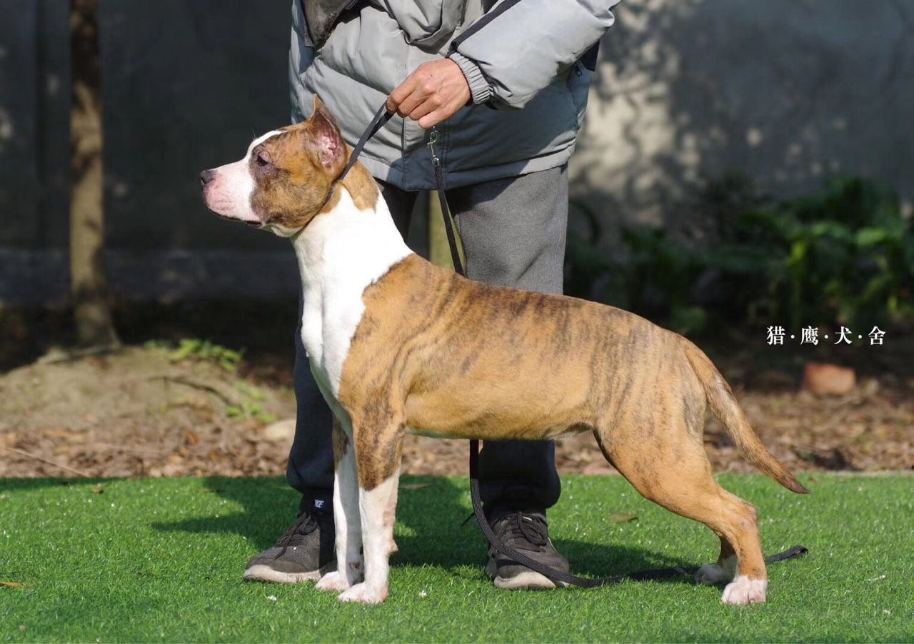 出售一只塞尔维亚大老虎biss.bis.ch.lucky cni的女儿!