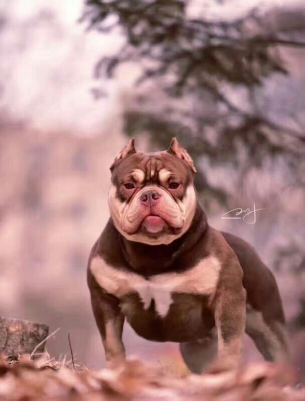 铁包金公母一窝 - 恶霸犬交易 - 猛犬俱乐部-中国具有影响力的猛犬