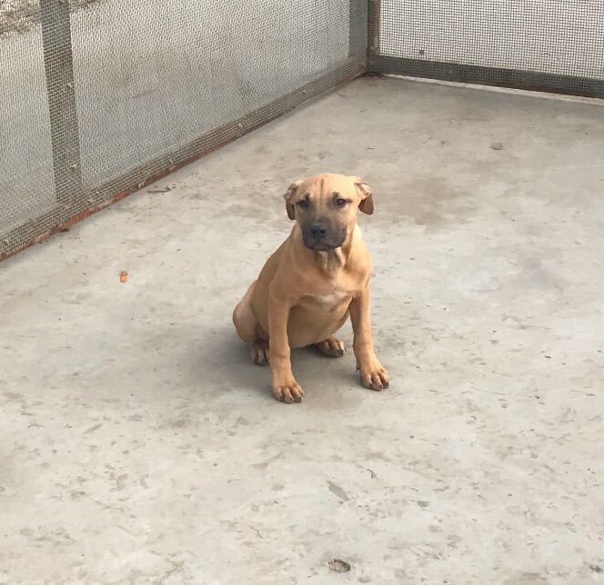 瓦杀孙女 - 比特犬交易 - 猛犬俱乐部-中国具有影响力的猛犬网站