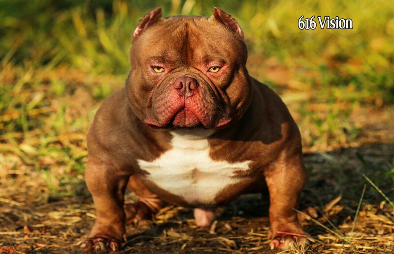 出售红警儿子两只,3个半月,蓝色,品质很高