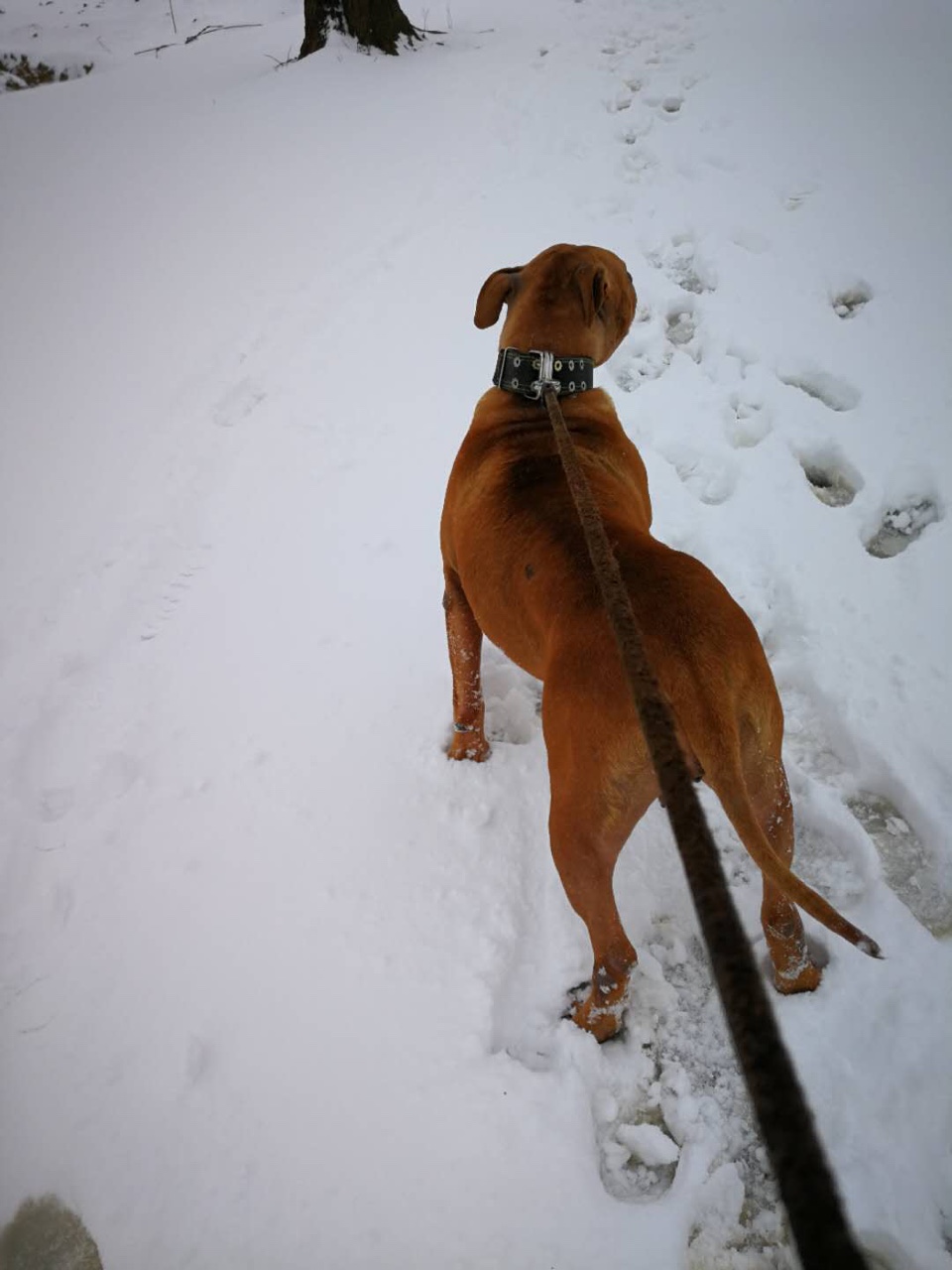 出售大体母比特耶鲁混几多肥狗,85斤 - 比特犬交易 - 猛犬俱乐部-中国