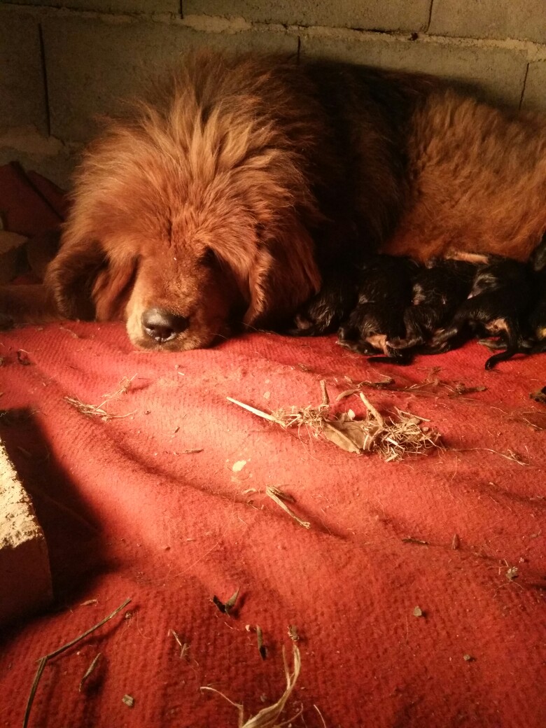 出售藏獒幼崽 - 藏獒交易 - 猛犬俱乐部-中国具有影响力的猛犬网站