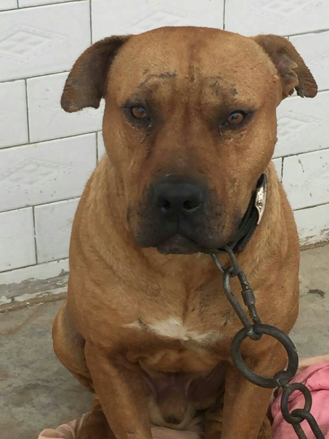60斤公狗一岁半弟一次开口打后腿有牙口 - 比特犬交易 - 猛犬俱乐部
