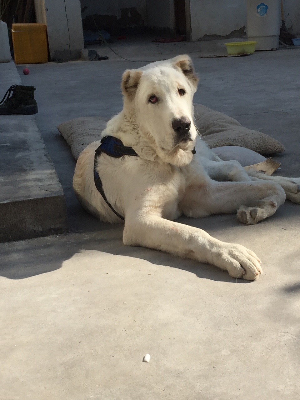 出售精品小高狼