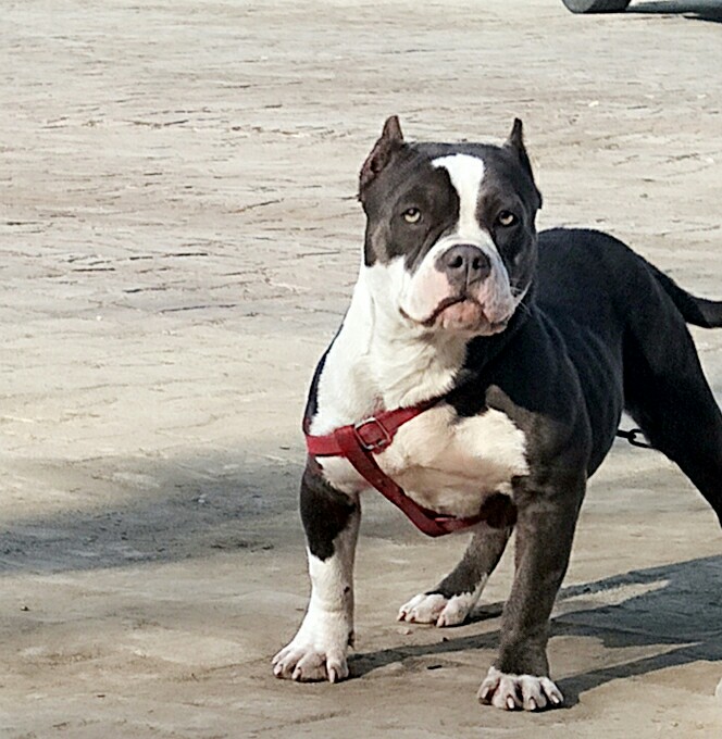 红魔女儿成母出售价格不高