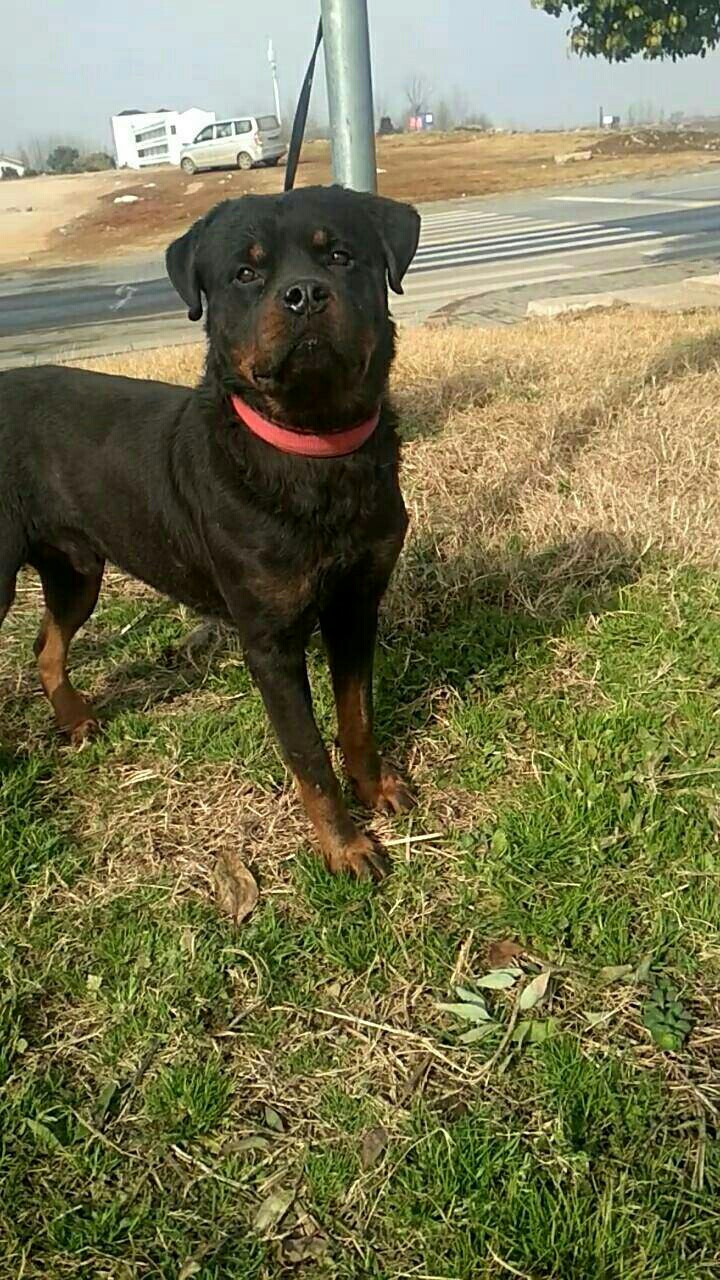 双血断尾罗 - 罗威纳交易 - 猛犬俱乐部-中国具有影响力的猛犬网站