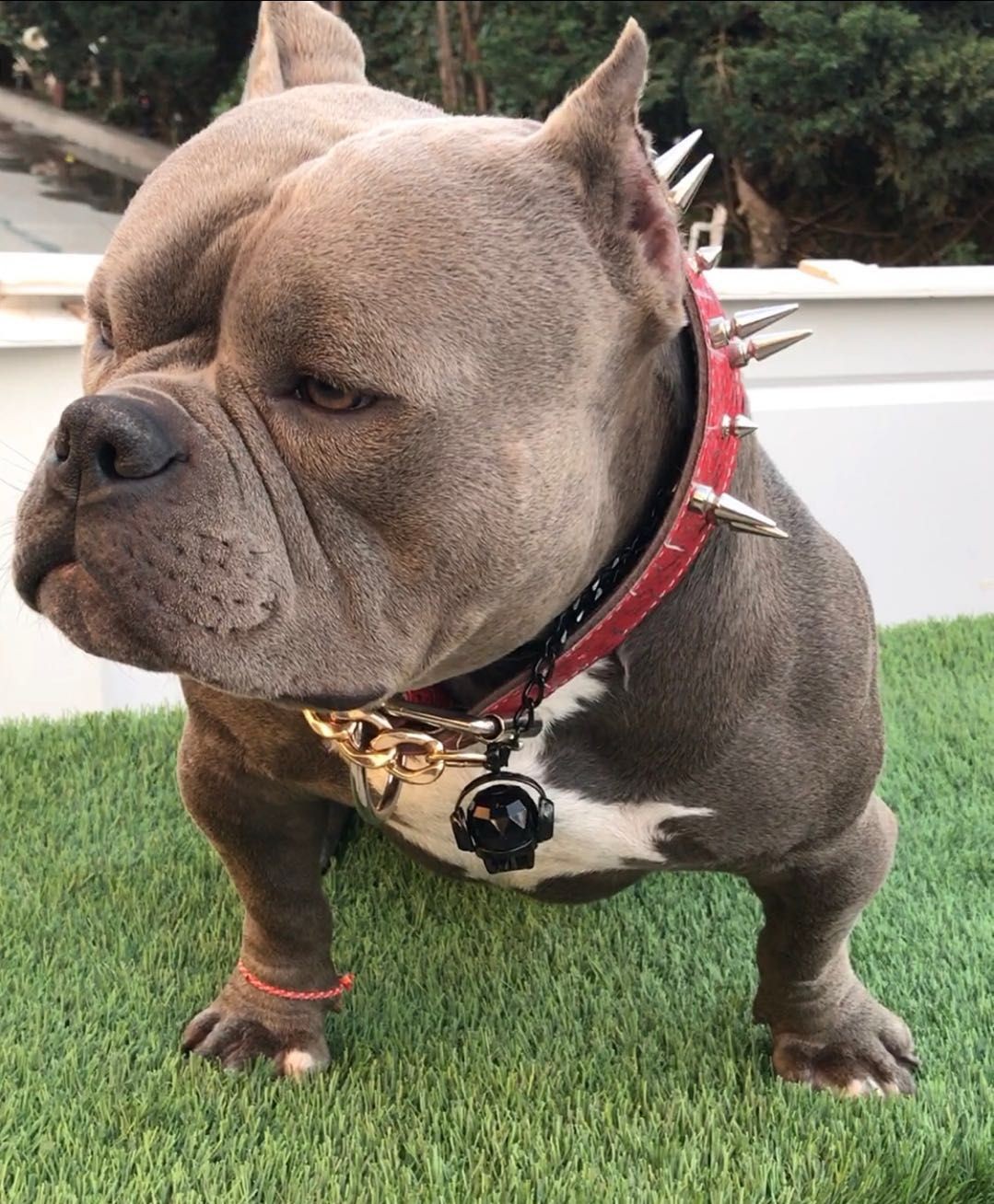 美国进口米亚基血出售