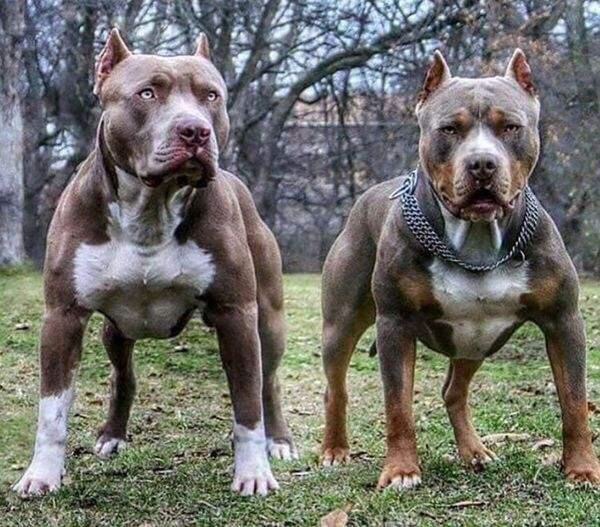 收一条结构漂亮的斯塔福公狗