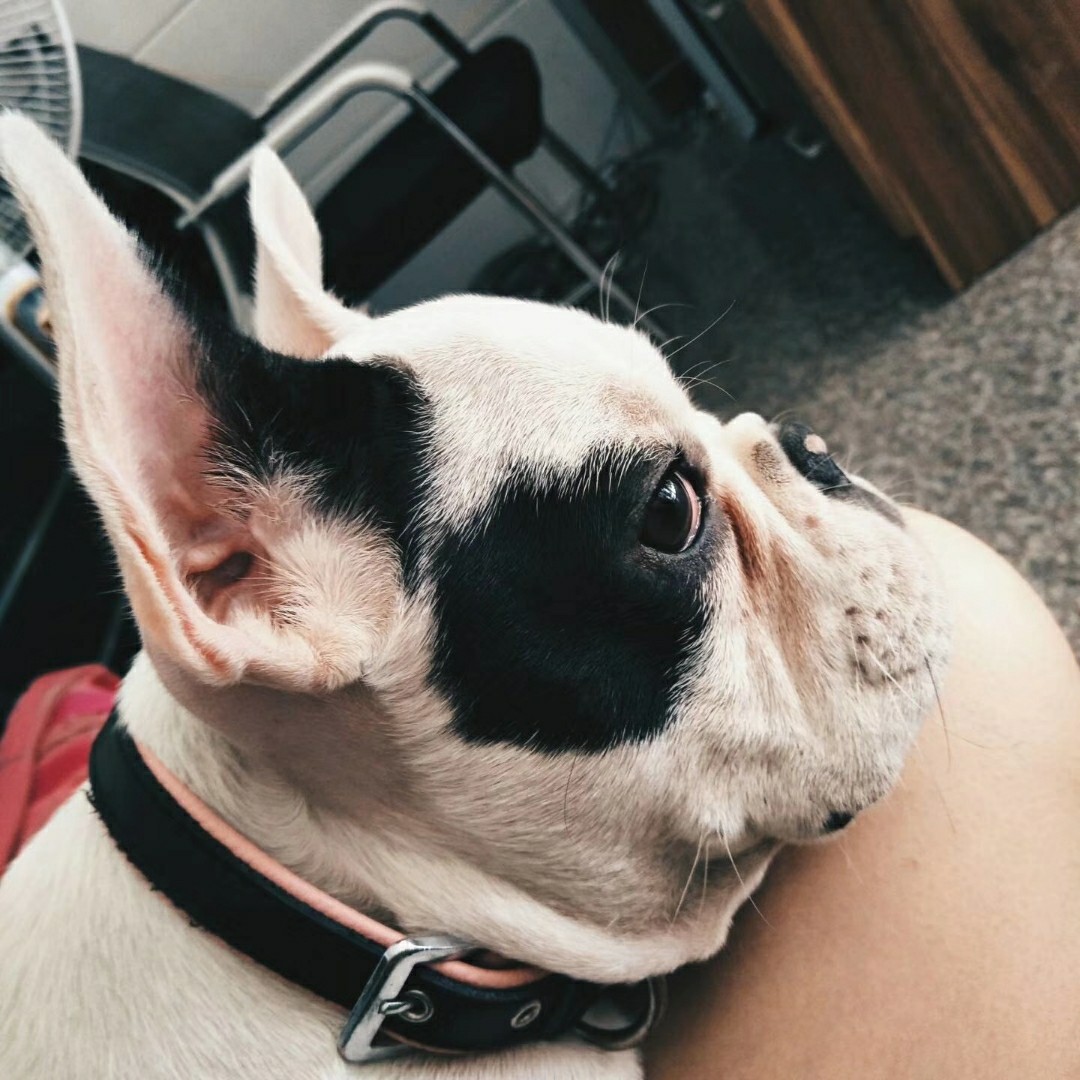 黑白法斗公11月龄价格美丽